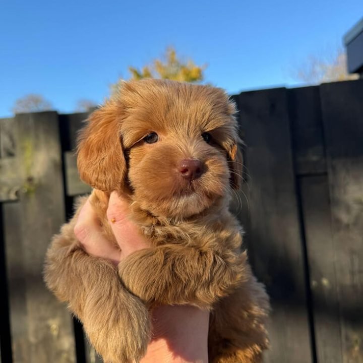 labradoodle_pup