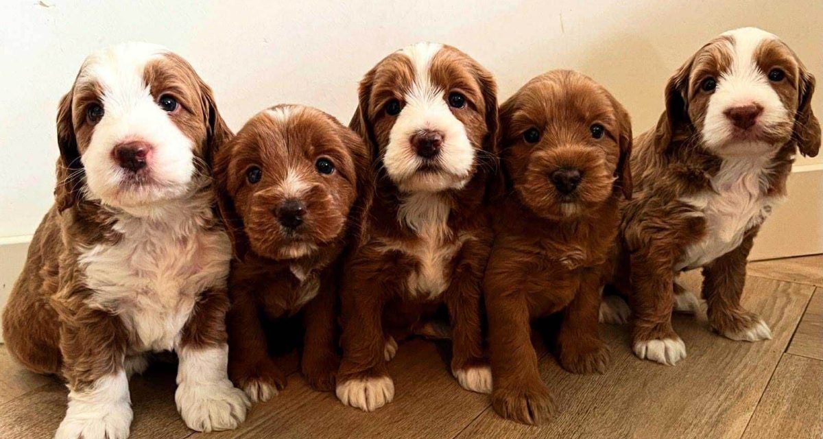 labradoodle_pups